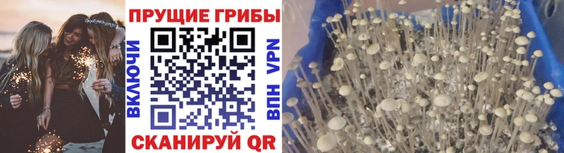 Галлюциногенные грибы мицелий  Лермонтов 